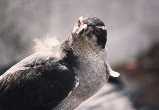 lindsay museum raptors 1994 006