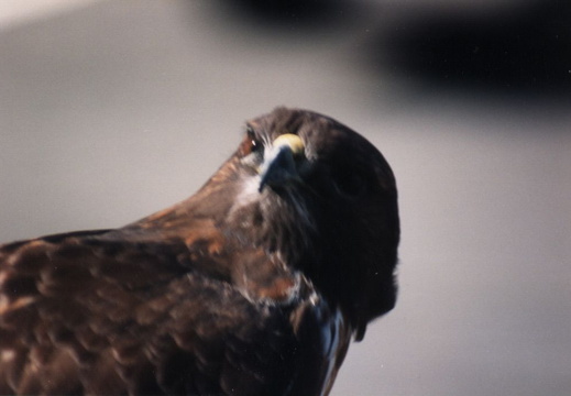 lindsay museum raptors 1994 008