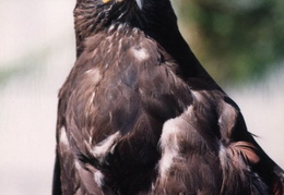 lindsay museum raptors 1994 009