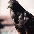 lindsay museum raptors 1994 012