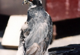 lindsay museum raptors 1994 018