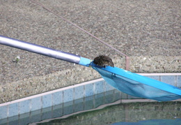 mole in the pool 10