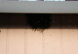 neighbors bees june 2008 02