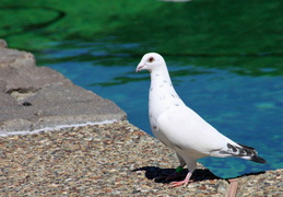 pigeon near pool may 2013 7