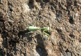 praying mantis oct 2007 018