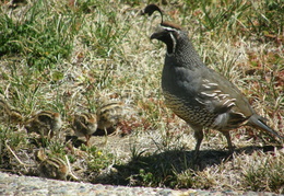 quail july 2008 004
