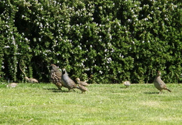 quail on front lawn aug 2007 03