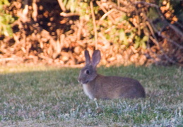 rabbit in backyard august 2012 07