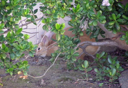 rabbit in our yard 2006 018