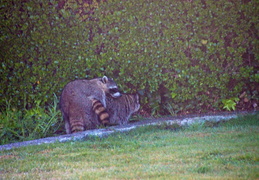 raccoons humping in backyard 2011 04