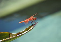 red dragonfly june 2009 0012