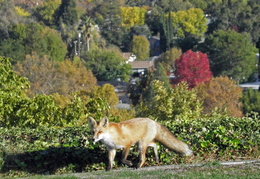 red foxes in backyard nov 2009 0026