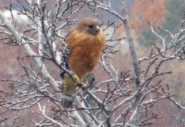 red tailed hawk dec 2008 0005a