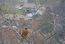 red tailed hawk dec 2008 0006