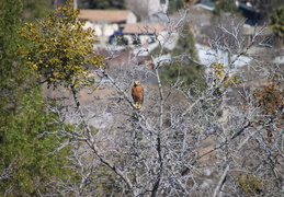 red tailed hawk feb 2012 07