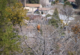 red tailed hawk feb 2012 09