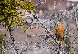 red tailed hawk feb 2012 11