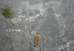 red tailed hawk jan 2010 0007