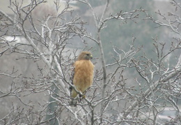 red tailed hawk jan 2010 0012