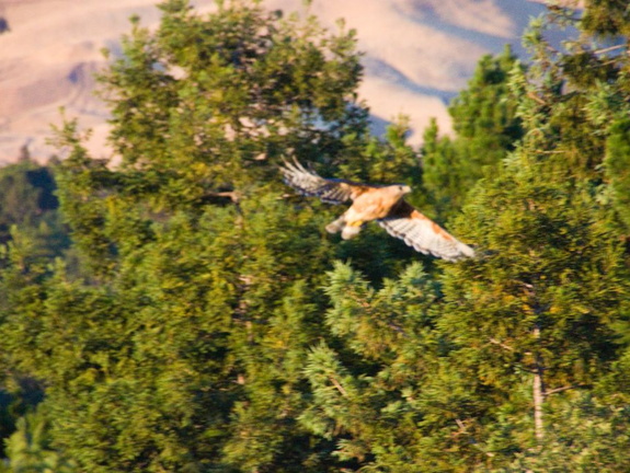 red tailed hawk june 2012 09