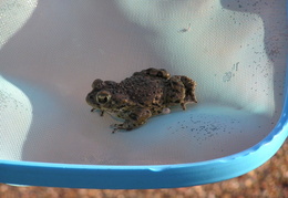 toad in pool 2006 06