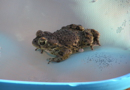 toad in pool 2006 08