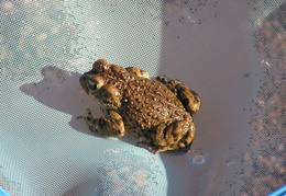 toad in pool 2006 12