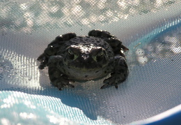toad in pool 2006 14