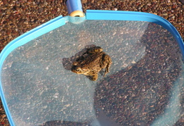 toad in pool 2006 16