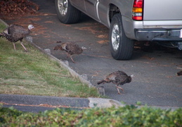 turkeys on neighbors lawn january 2012 6