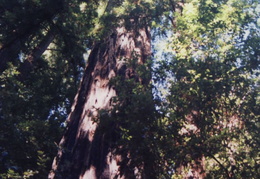 big basin redwood trees 2