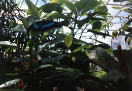 butterfly world 1992 07