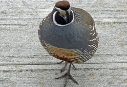 california quail on back deck 20180405 01