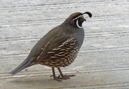 california quail on back deck 20180405 05