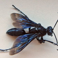black wasp in house july 2017 3