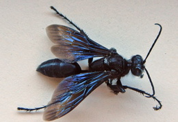 black wasp in house july 2017 3