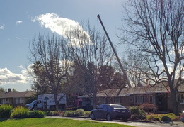 bussells tree removal 20191214 02