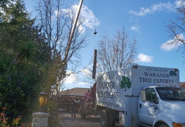 bussells tree removal 20191214 12