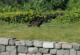 turkey vulture in backyard 2019 0503 4