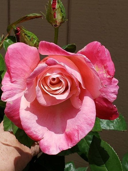 roses_in_front_of_house_20190524_09.jpg