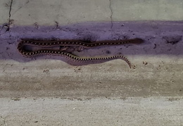 garter snake on driveway 20200914 02