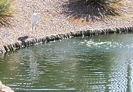 lagos vistoso egret october 2021 01