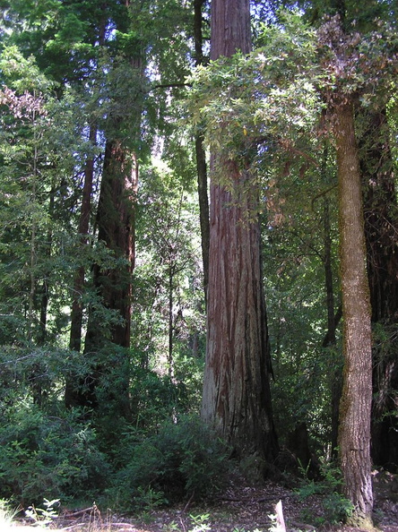 Big_Basin_Redwoods_State_Park_2004_012.JPG
