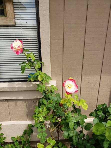 roses_20190527_150654.jpg