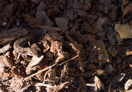 Alligator_Lizard_Nov_2012 - display this album Alligator_Lizard_Nov_2012