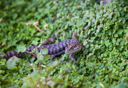 california alligator lizard july 2012 04