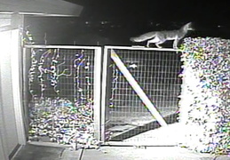 fox visiting 20140217 1 (17 visits) fox visiting 20140217 1