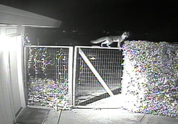 fox visiting 20140217 2 (11 visits) fox visiting 20140217 2