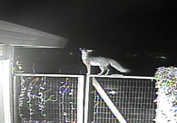 fox visiting 20140217 3 (11 visits) fox visiting 20140217 3