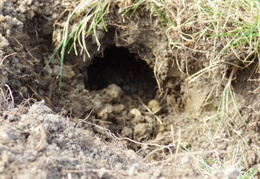 gopher kill march 24th 2015 backyard 2